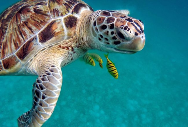 plongée sous marine avec les tortues à nosy be