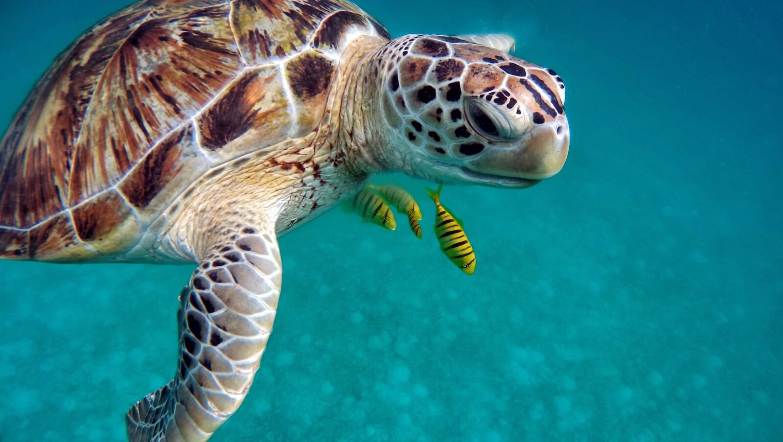 plongée sous marine avec les tortues à nosy be
