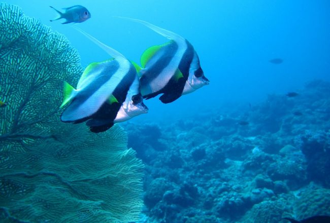 fishes in underwater diving tour in nosy be island