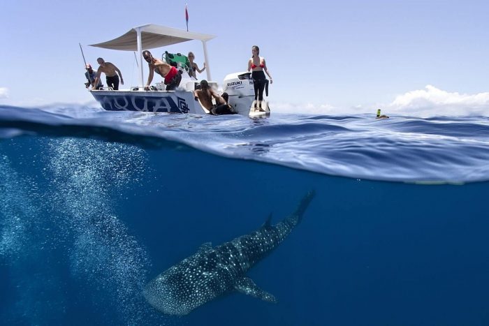 diving with sharks and whales in Nosy Be