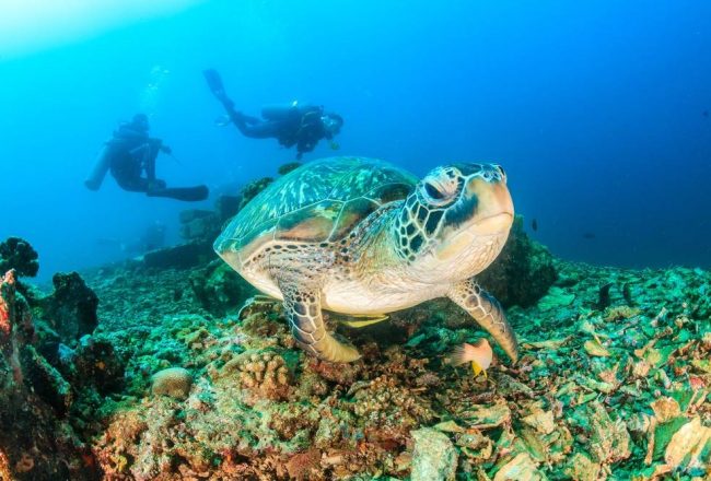 Plongée à Nosy Be : le banc Rosario et ses tortues marines-1