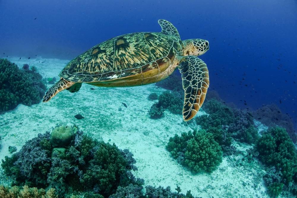 Plongée à Nosy Be : le banc Rosario et ses tortues marines-2