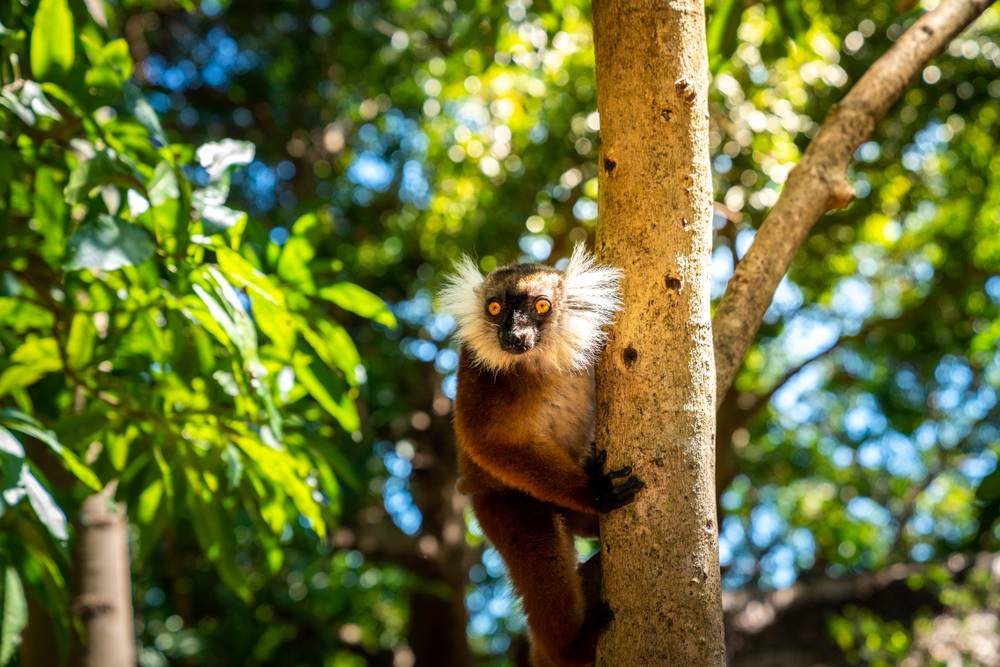 À la découverte des lémuriens à Nosy Komba-1