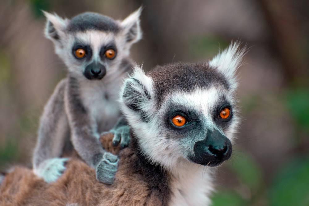 À la découverte des lémuriens à Nosy Komba-2