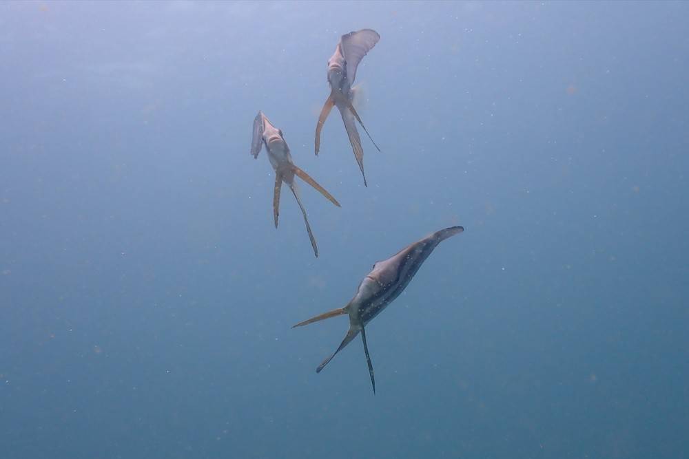 Découvrir le banc des Fusiliers en plongée à Nosy Be-2
