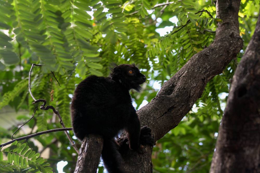 Excursion à Nosy Be dans le parc naturel de Nosy Komba-2