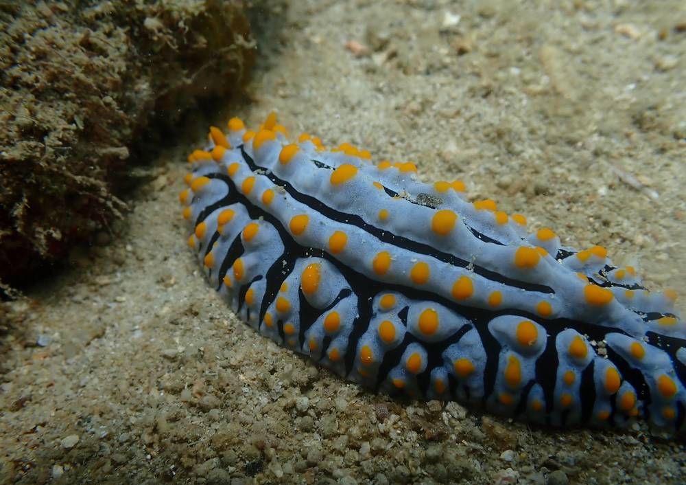 Faire de la plongée à Nosy Be : plus de 30 spots-1