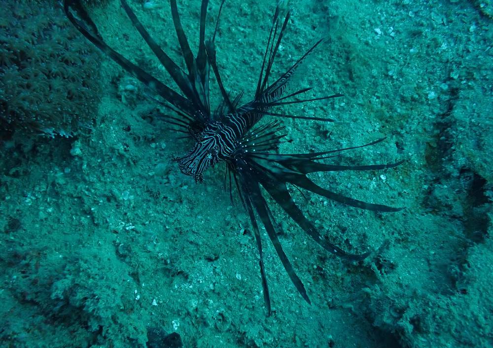 Faire de la plongée à Nosy Be : plus de 30 spots-2