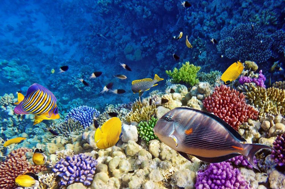 Immersioni a Nosy Be a Nosy Tanikely, l'acquario naturale-2