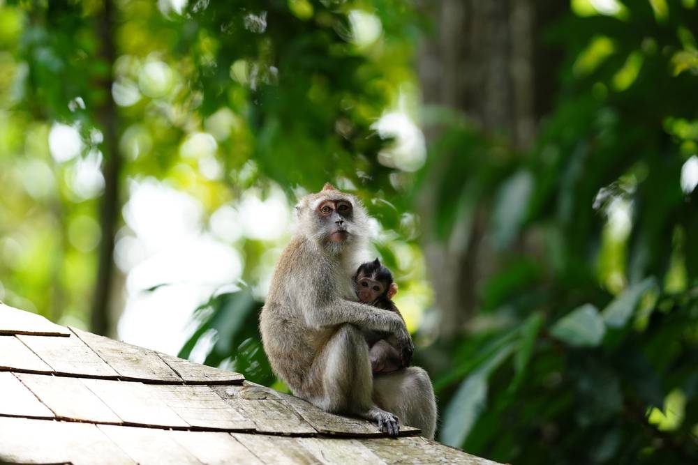 Séjour à Nosy Be : le guide des vacances réussies-1